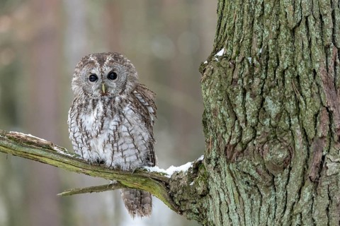 Tawny owl (Strix aluco) sits on branch
