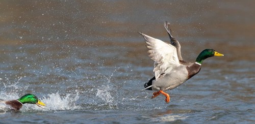Mallards (Anas platyrhynchos)