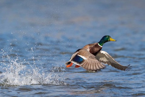Mallard (Anas platyrhynchos)
