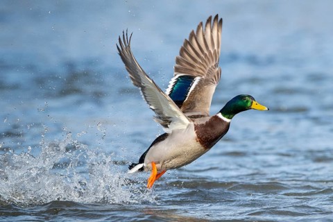 Mallard (Anas platyrhynchos)