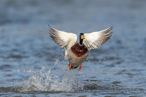 Mallard (Anas platyrhynchos)