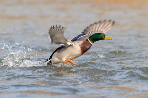 Mallard (Anas platyrhynchos)