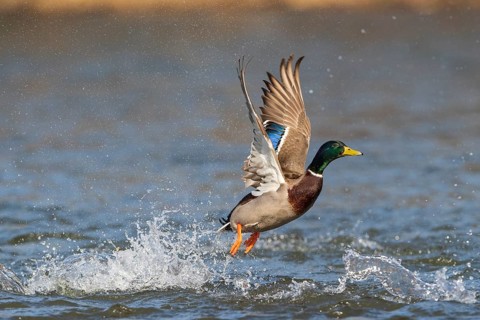 Mallard (Anas platyrhynchos)