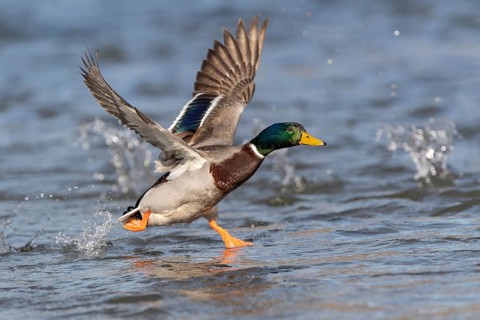 Mallard (Anas platyrhynchos)