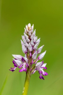 Military orchid (Orchis militaris)