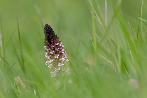 Burnt-tip orchid (Neotinea ustulata) in grass