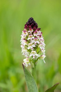 Burnt-tip orchid (Neotinea ustulata)