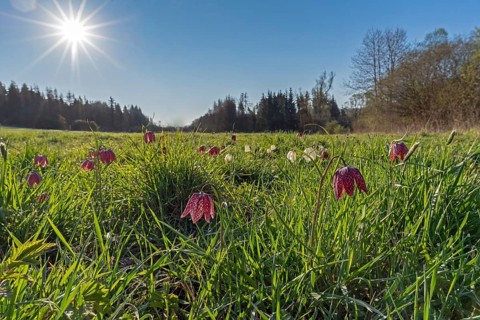 Snake's head fritillaries (Fritillaria meleagris) in a meadow