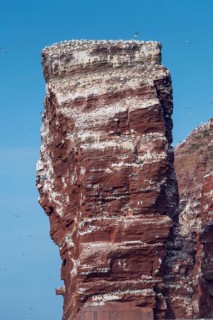 Bird colony