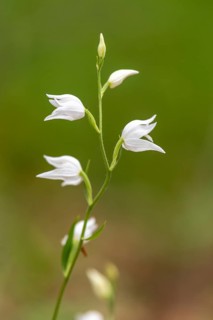 White Helleborine (Cephalanthera damasonium)