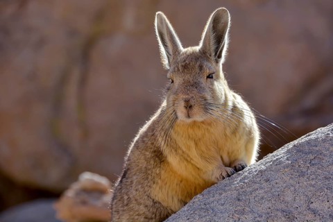 Mountain viscacha