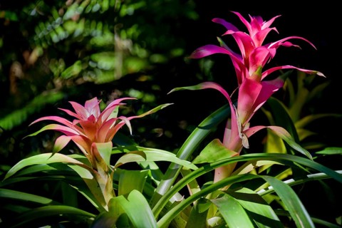 Bromelia (Bromelia spec.) near Iguazu