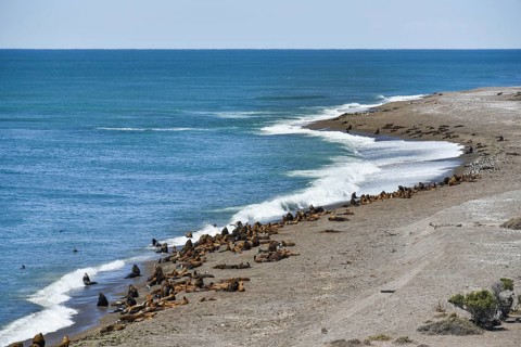 Sea lion colony (Otaria flavescens) near Punta Norte