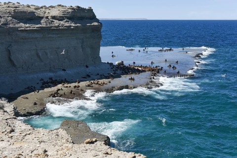 Sea lion colony (Otaria flavescens) near Puerto Piramides