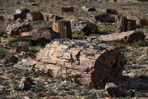 Petrified tree in Bosques Petrificados de Jaramillo National Park