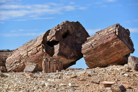 Petrified tree in Bosques Petrificados de Jaramillo National Park