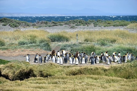 King penguins (Aptenodytes patagonicus)