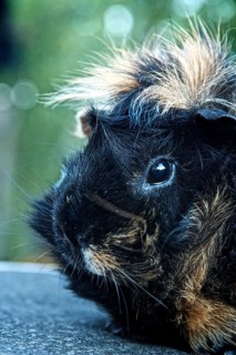 Rosette Guinea Pig (Cavia porcellus)