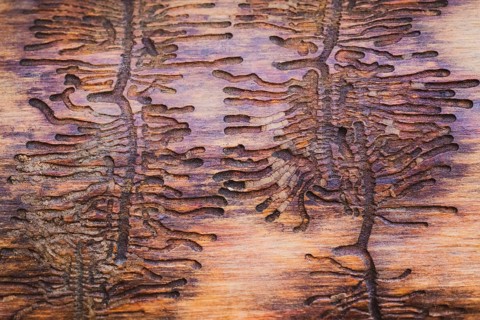 Larval ducts of European spruce bark beetle (Ips typographus) in wood