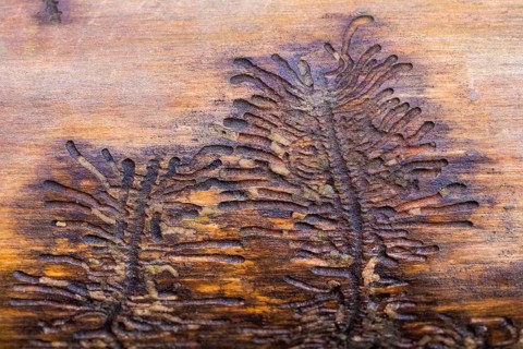 Larval ducts of European spruce bark beetle (Ips typographus) in wood