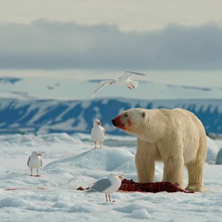 Polar bear (Ursus maritimus) feeding on the carcass of a captured seal on ice floe