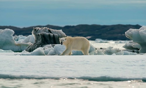 Polar bear (Ursus maritimus) runs on the ice