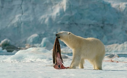 Polar bear (Ursus maritimus) with captured seal skin