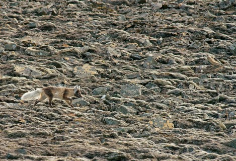 Arctic fox (Vulpes lagopus)
