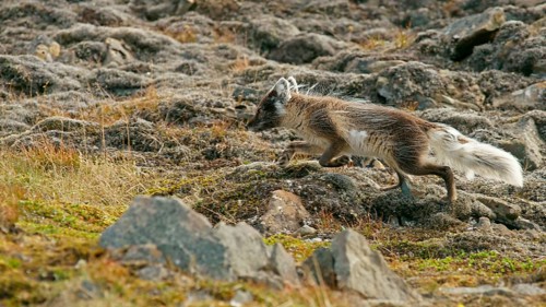 Arctic fox (Vulpes lagopus)