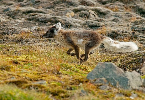 Arctic fox (Vulpes lagopus)