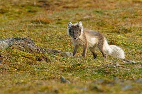 Arctic fox (Vulpes lagopus)