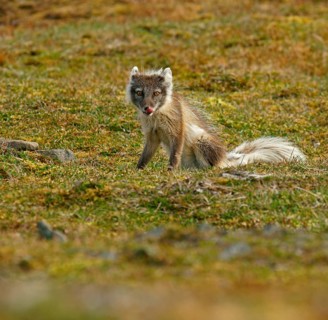 Arctic fox (Vulpes lagopus)