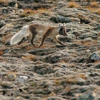 Arctic fox (Vulpes lagopus)