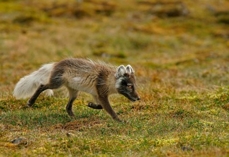 Arctic fox (Vulpes lagopus)