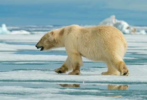 Polar bear (Ursus maritimus)