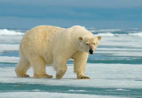 Polar bear (Ursus maritimus) female running on ice floe
