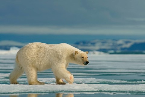 Polar bear (Ursus maritimus) runs on ice floe