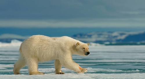 Polar bear (Ursus maritimus) runs on ice floe