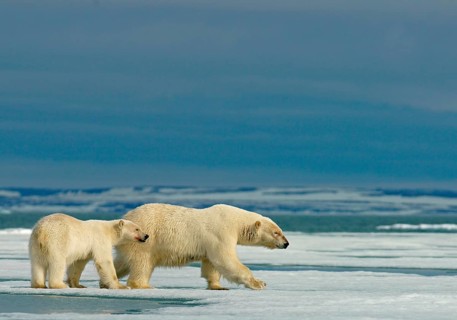 Polar bears (Ursus maritimus)
