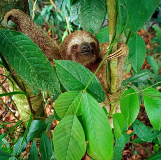 Brown-throated sloth (Bradypus variegatus)