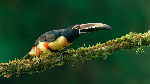 Collared aracari (Pteroglossus torquatus) sits on mossy branch