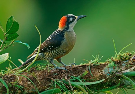 Golden-naped woodpecker (Melanerpes chrysauchen) sits on branch