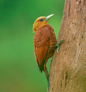 Chestnut-colored woodpecker (Celeus castaneus) on tree trunk