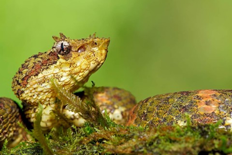 Eyelash viper (Bothriechis schlegelii)