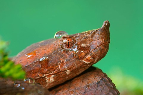 Rainforest hognosed pitviper (Porthidium nasutum)