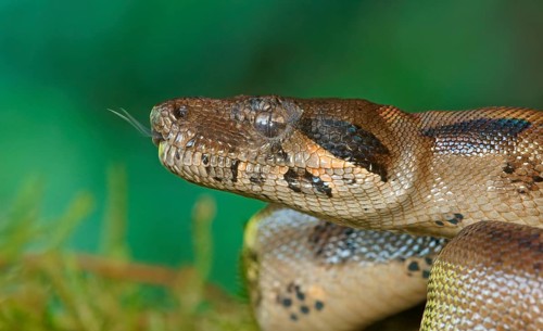 Common Northern Boa (Boa constrictor imperator)