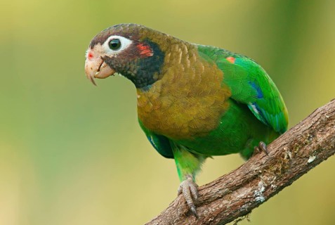 Brown-hooded Parrot (Pyrilia haematotis) sits on branch