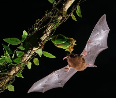 Pallas's long-tongued bat (Glossophaga soricina)