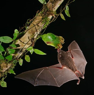 Pallas's long-tongued bat (Glossophaga soricina)