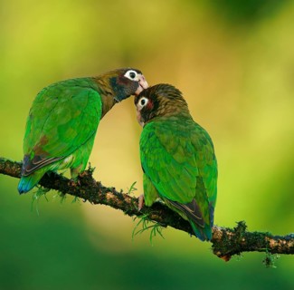 Brown-hooded Parrots (Pyrilia haematotis)